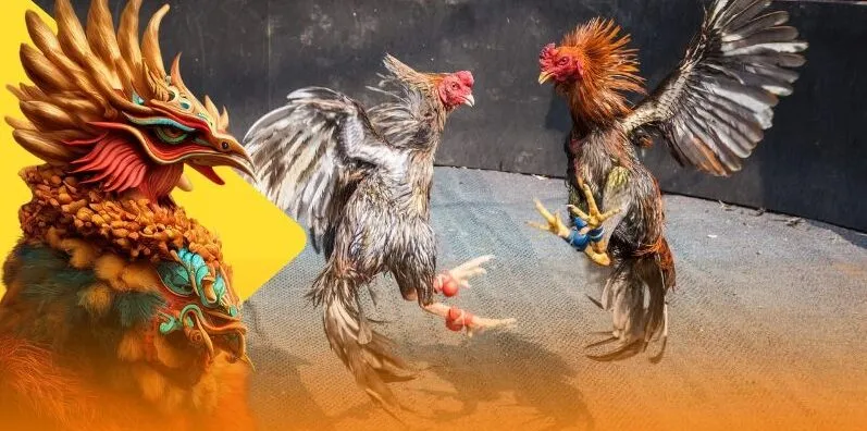 Gà Asil được sử dụng nhiều trong đá gà cựa sắt
